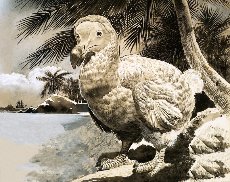 Mysteriefuglen fra Mauritius (The Dodo) av English School