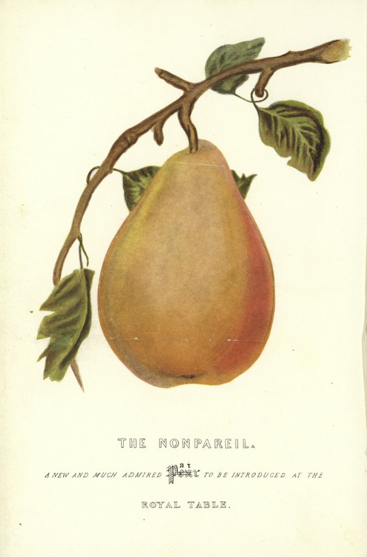 The Nonpareil av English School