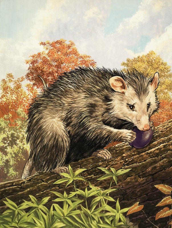 Opossum av English School