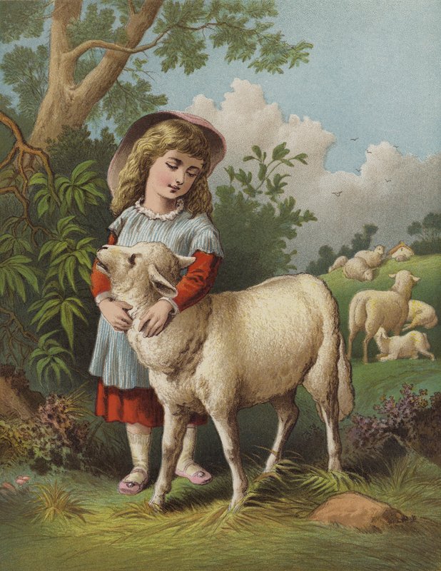 Kjæledyrslammet (chromolitho) av English School