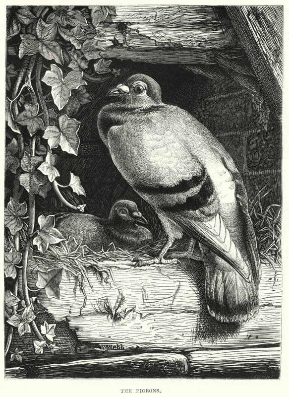 The Pigeons (gravering) av English School