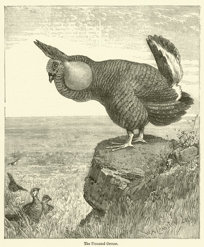 The Pinnated Grouse (gravering) av English School