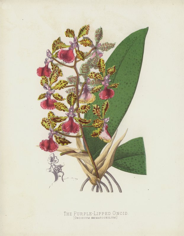 Den lilla-leppede onciden, Oncidium Haematochilum av English School