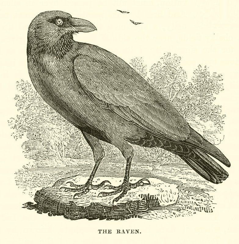 The Raven (gravering) av English School