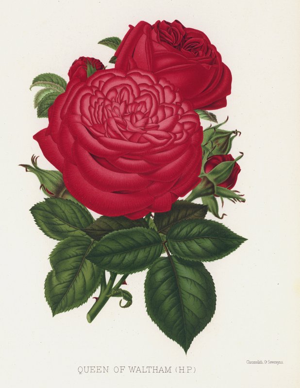 The Rose Garden: Queen of Waltham, HP av English School