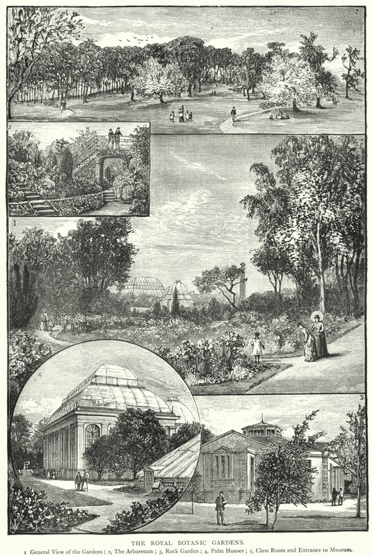 The Royal Botanic Gardens (gravering) av English School