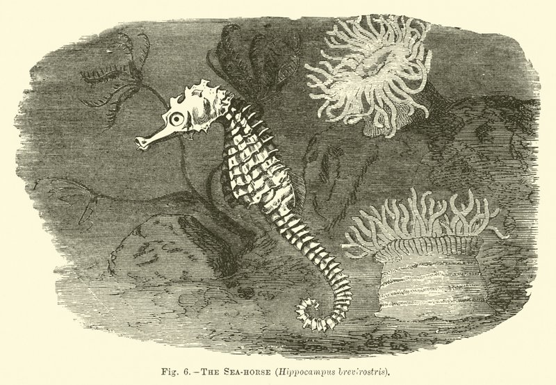 Sjøhesten, Hippocampus brevirostris av English School