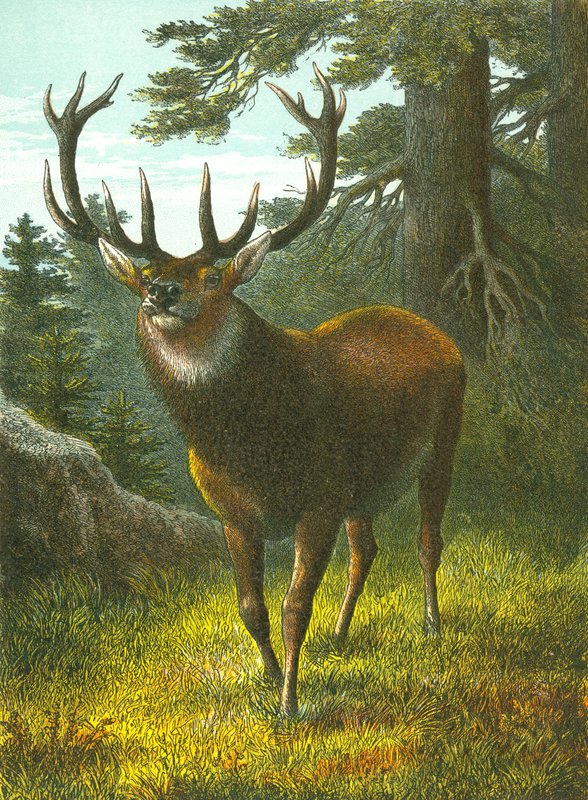 Wapiti av English School