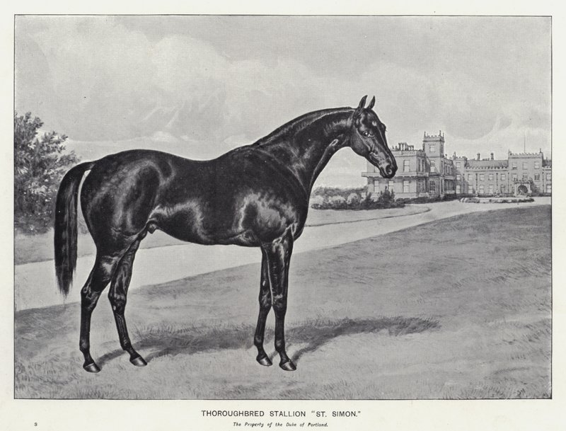 Fullblodshingst "St Simon" (litho) av English School