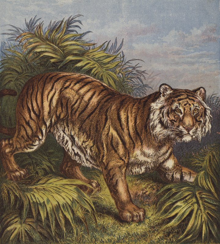 Tiger (farge litho) av English School
