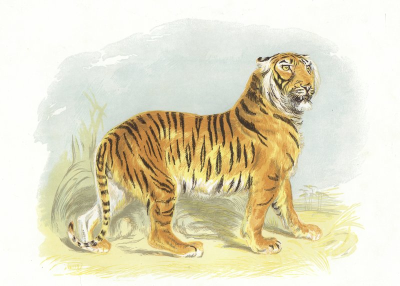 Tiger av English School