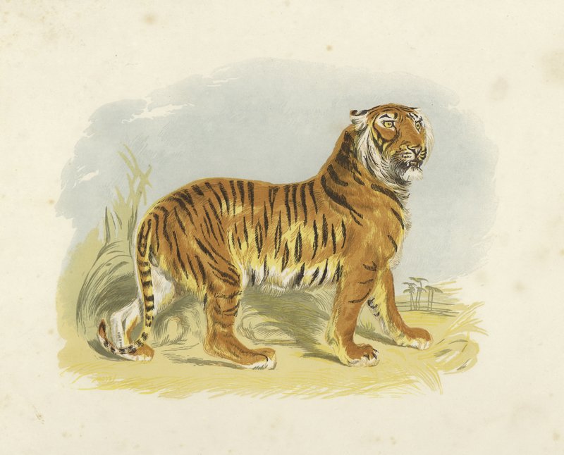 Tiger av English School
