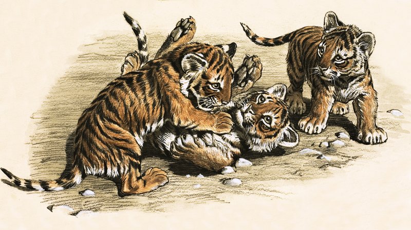 Tigerunger av English School