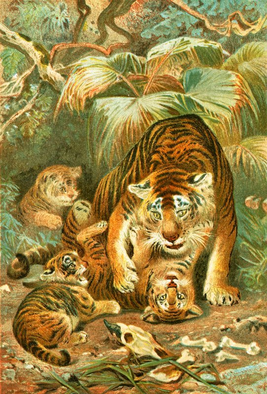 Tigress og unger av English School