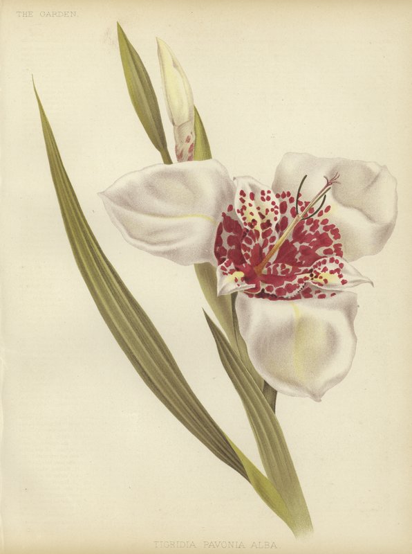 Tigridia pavonia Alba av English School