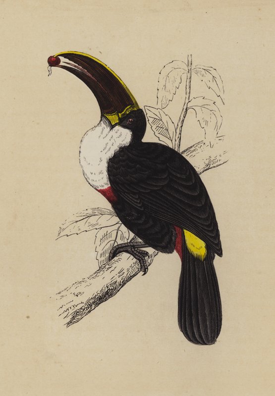Tukan (farge litho) av English School