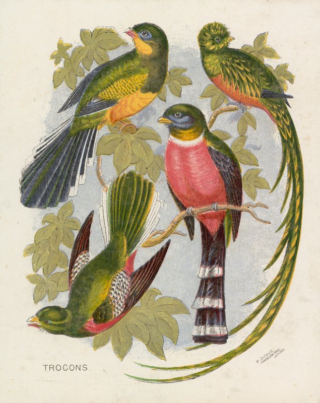 Trocons (farge litho) av English School