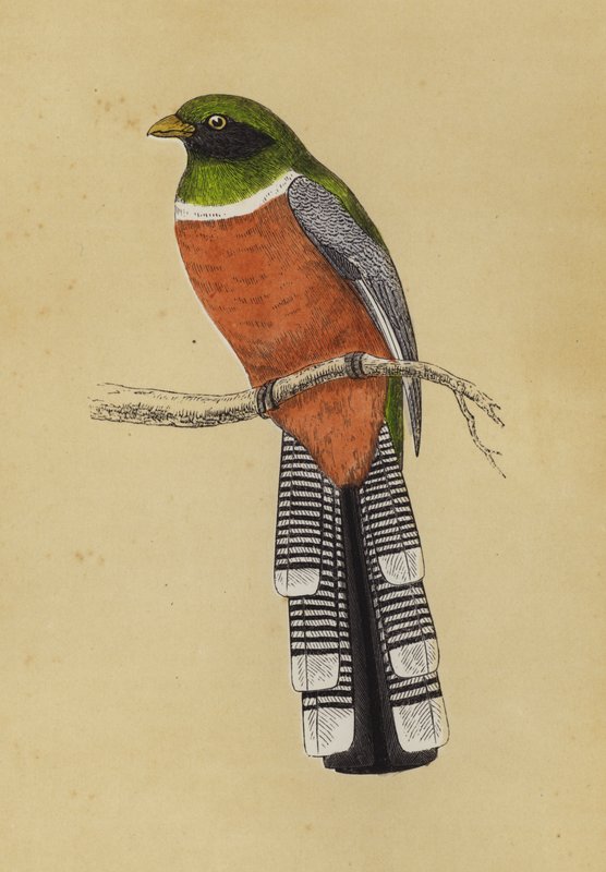 Trogon (farge litho) av English School