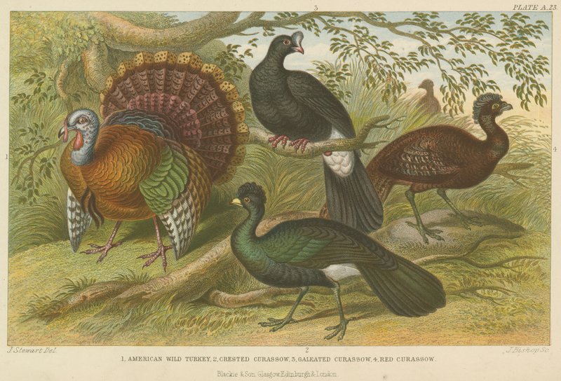 Kalkun og curassows (farget gravering) av English School