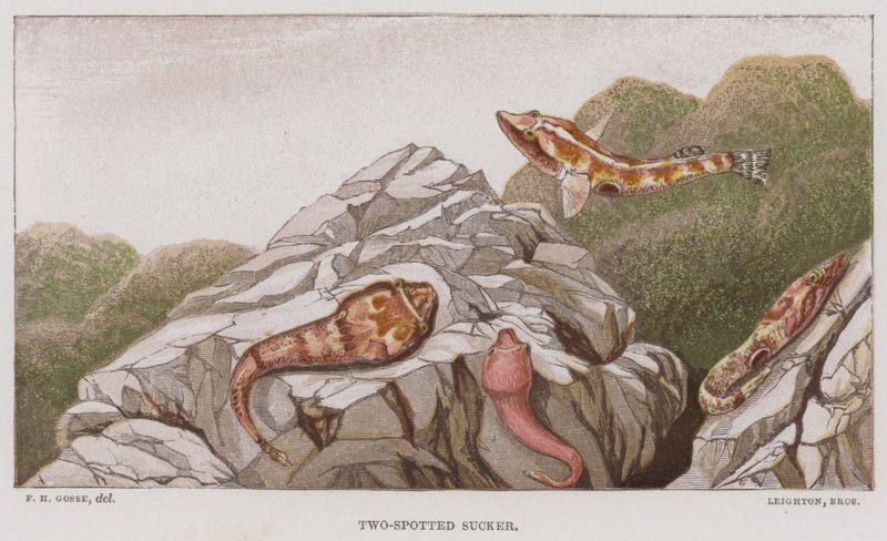 To-flekket suger (farget litho) av English School