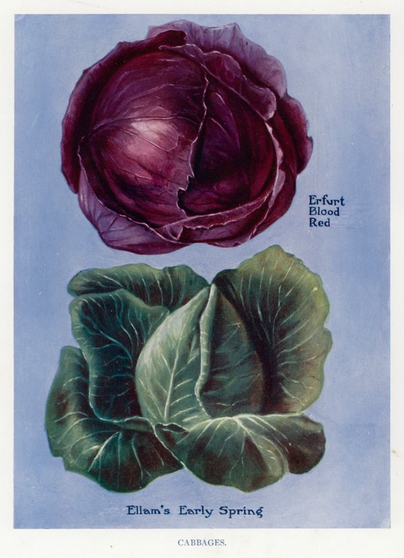 Veiledning for grønnsaksdyrker: Kål (farge litho) av English School