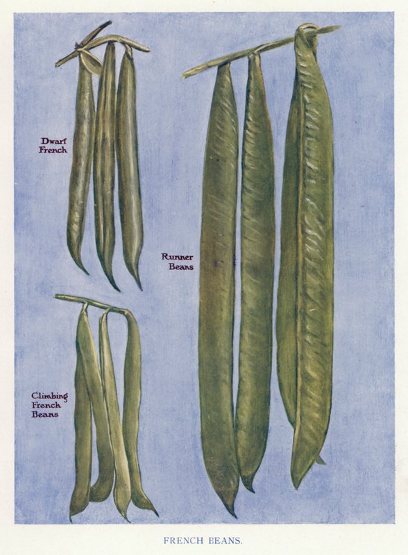 Veiledning for grønnsaksdyrker: franske bønner (farge litho) av English School