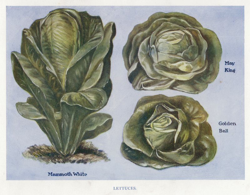 Veiledning for grønnsaksdyrker: Salat (farge litho) av English School