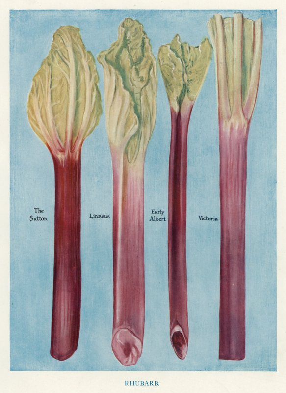 Veiledning for grønnsaksdyrker: Rabarbra (farge litho) av English School