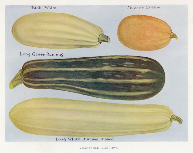 Veiledning for grønnsaksdyrker: Vegetabilsk marrows (farge litho) av English School
