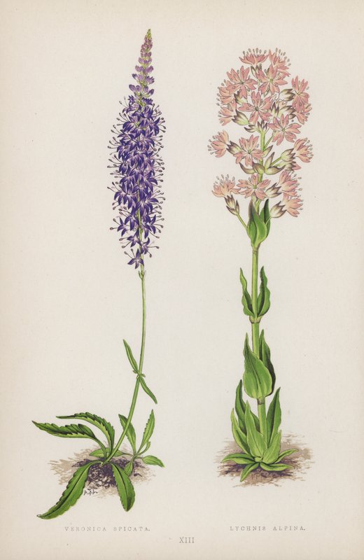 Veronica Spicata; Lychnis Alpina (farge litho) av English School