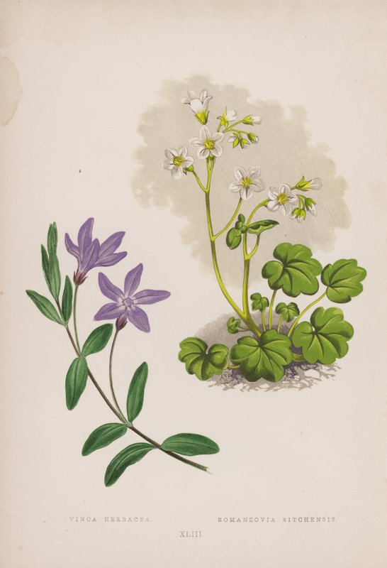 Vinca Herbacea; Romanzovia Sitchensis (farge litho) av English School