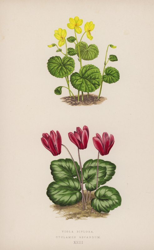 Viola Biflora; Cyclamen Repandum (farge litho) av English School