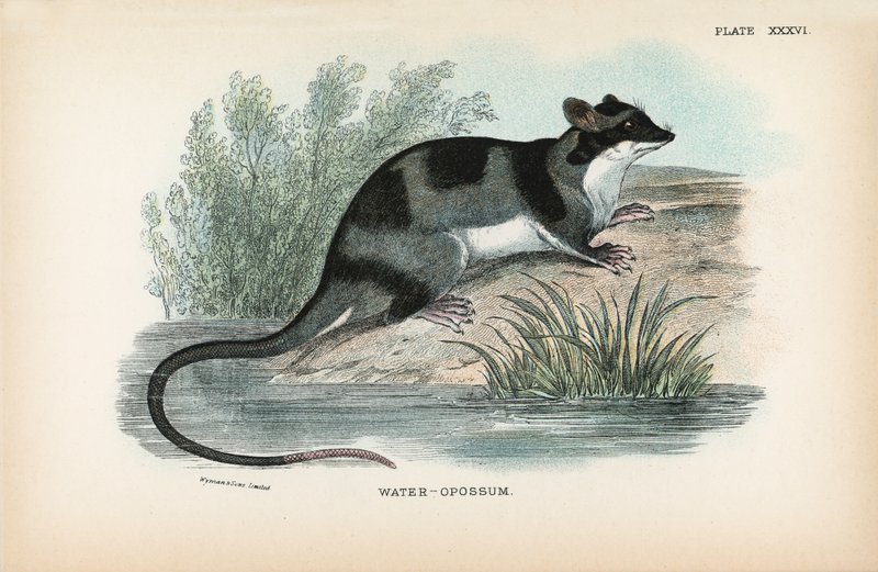 Vann-Opossum av English School
