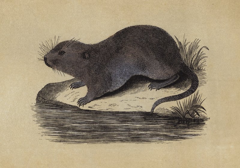 Vannrotte (farge litho) av English School