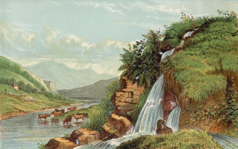 Foss og storfe av English School