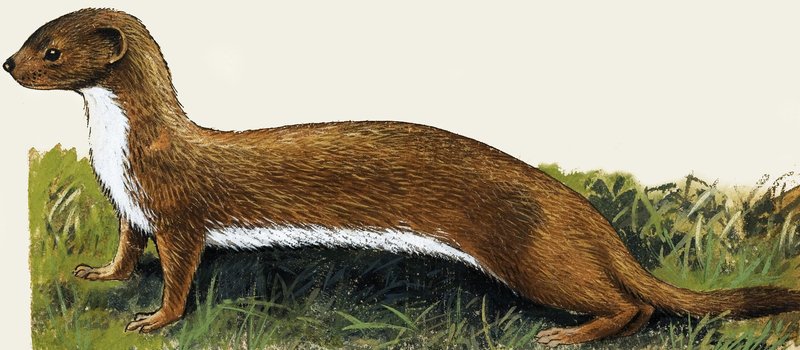 Weasel av English School