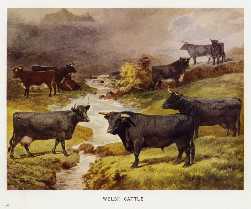 Walisisk storfe (farge litho) av English School