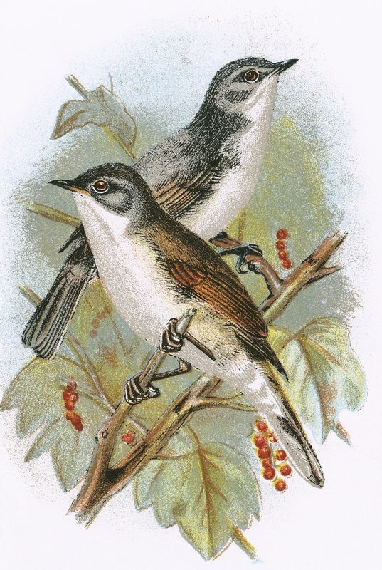 Whitethroat (nederst) og Lesser Whitethroat (øverst) av English School
