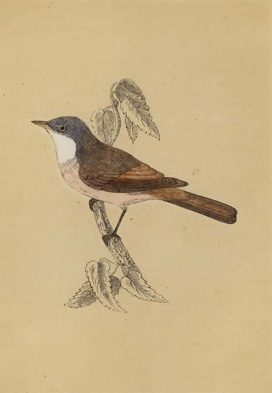 Whitethroat (farge litho) av English School