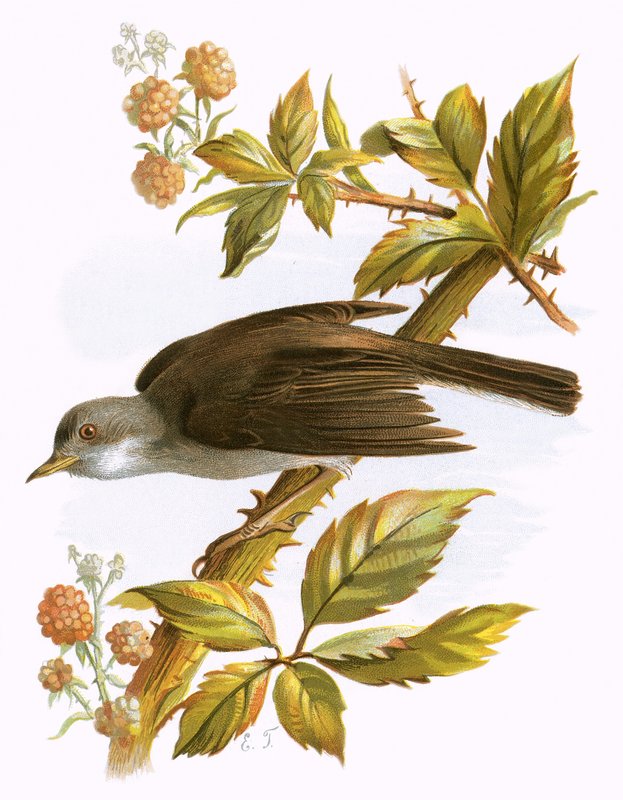 Whitethroat av English School