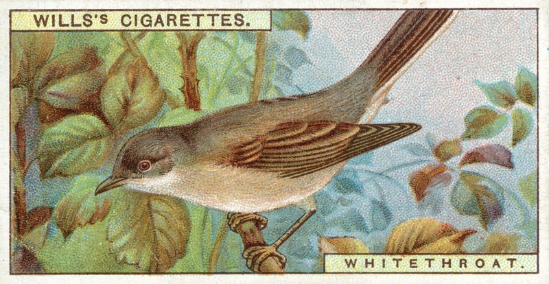Whitethroat av English School