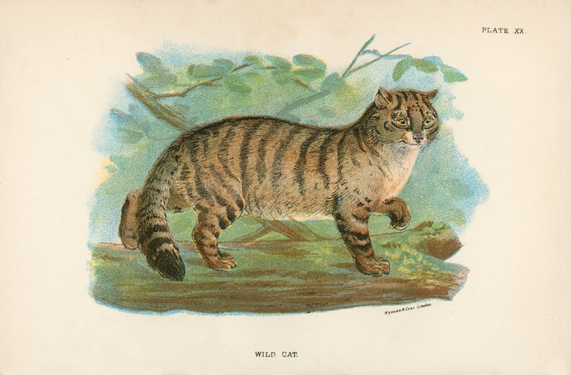 Villkatt av English School