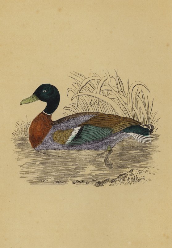 Wild Duck (colour litho) av English School