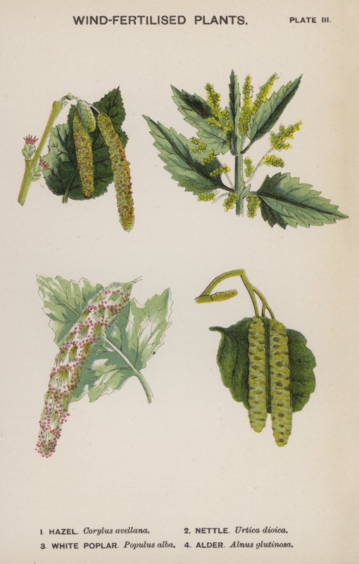 Vindgjødslede planter (farge litho) av English School