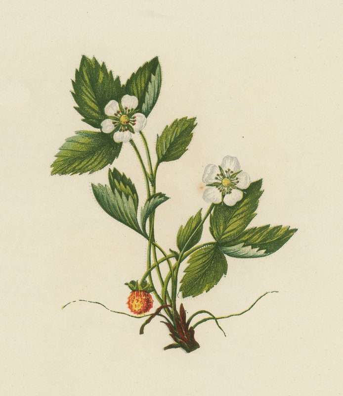Wood Strawberry, Fragaria Vesca (farge litho) av English School