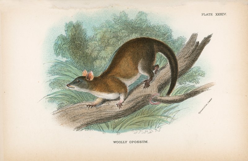 Ullen Opossum av English School