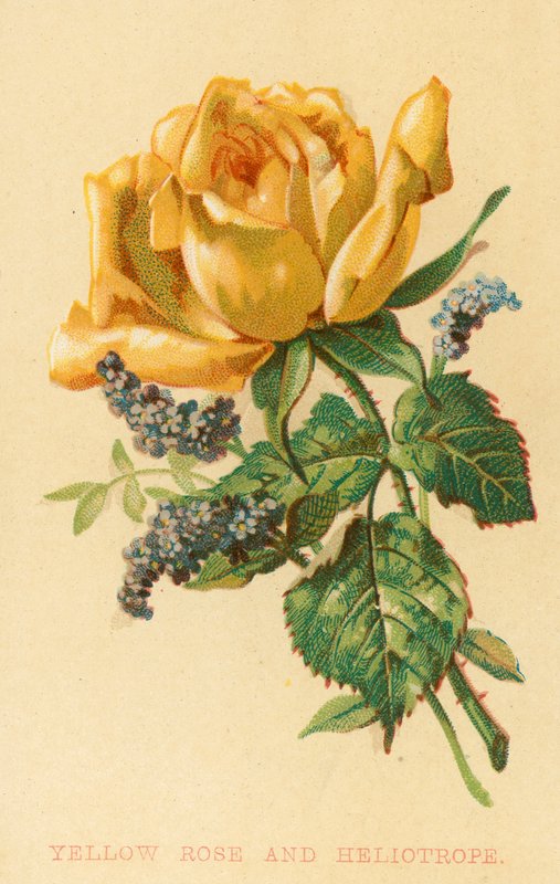 Gul rose og heliotrop av English School