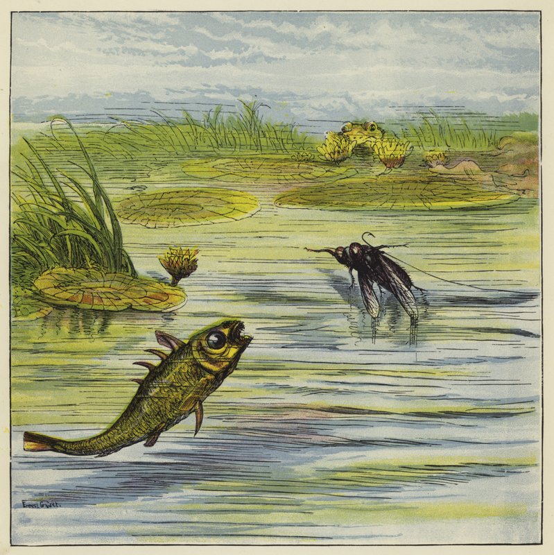 Fisk og flue av Ernest Henry Griset