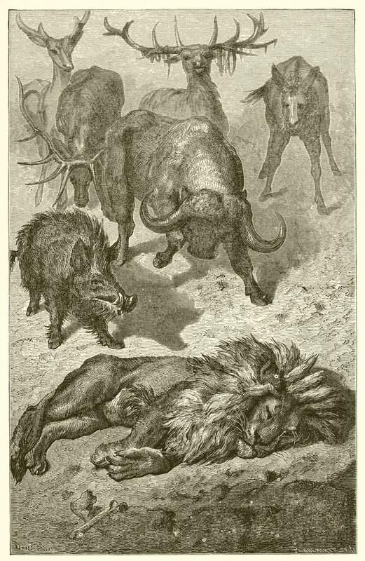 Den gamle løven av Ernest Henry Griset