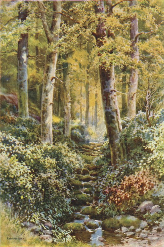 Fairlight Glen (farge litho) av Ernest William Haslehust